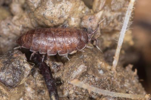 Trichoniscus sp.